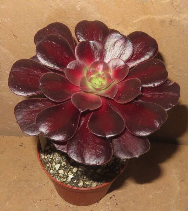 Aeonium cv Kilimanjaro variegata