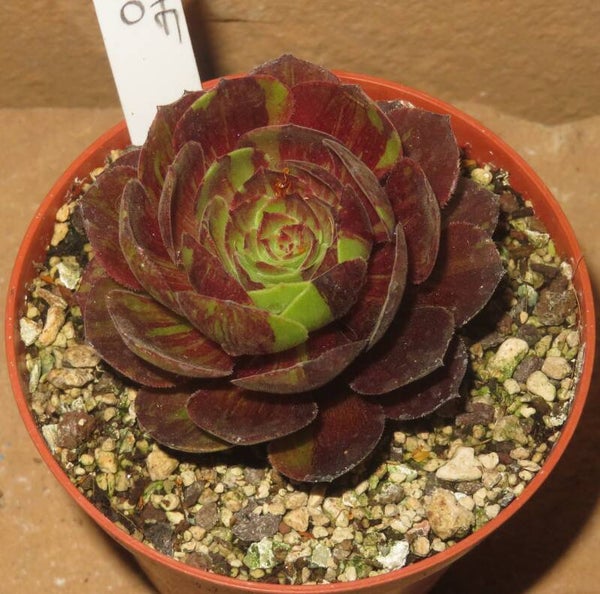 Aeonium Big Bang Plus variegata