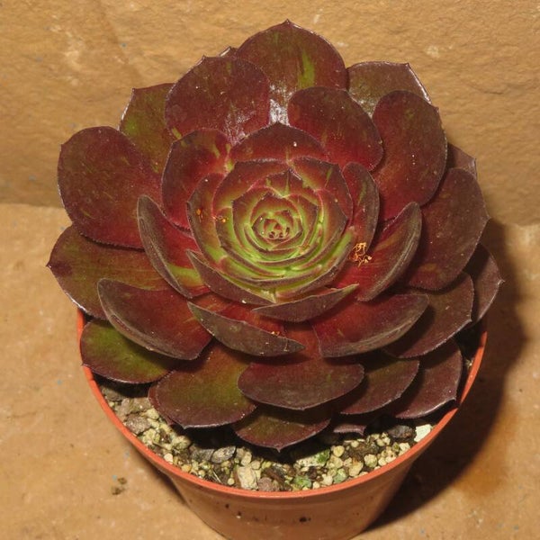 Aeonium Big Bang Plus variegata