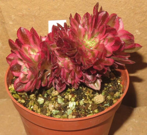 Aeonium cv Magic Candle variegata cristata