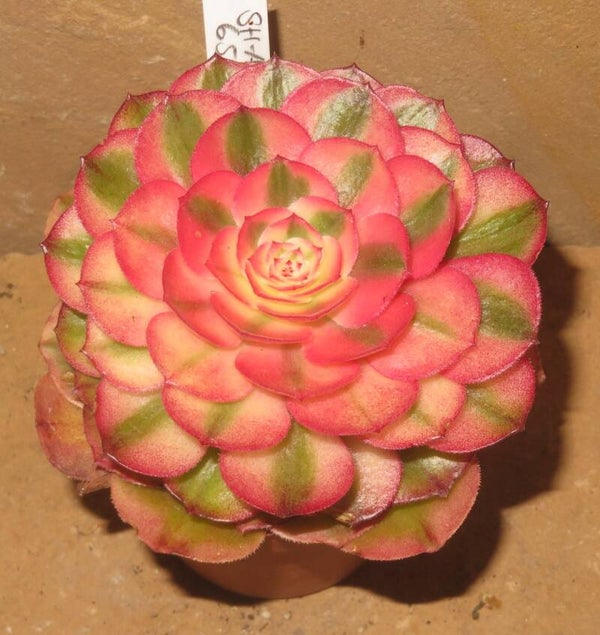 Aeonium cv Magic Candle variegata