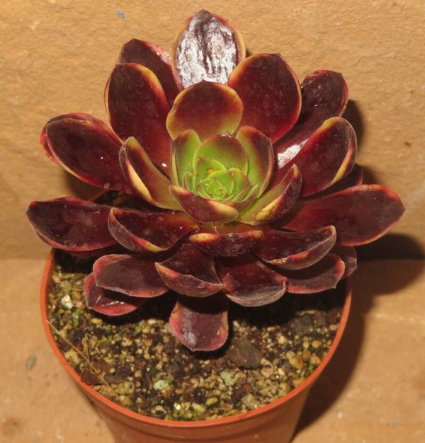 Aeonium cv SuperBang variegata