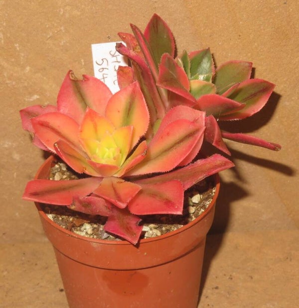 Aeonium leucoblepharum variegata