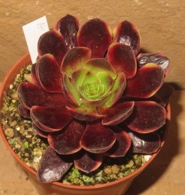 Aeonium cv SuperBang variegata