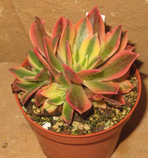 Aeonium leucoblepharum variegata