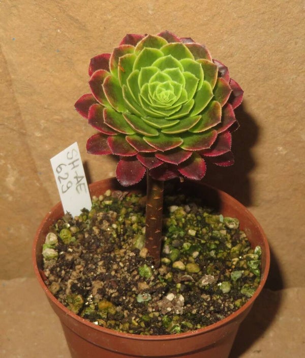 Aeonium cv Festival - Fiesta variegata