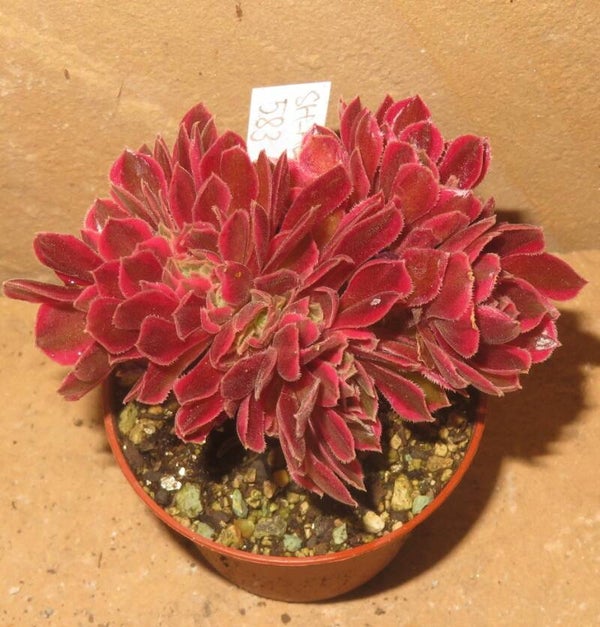 Aeonium cv Rainbow Swirl cristata variegata