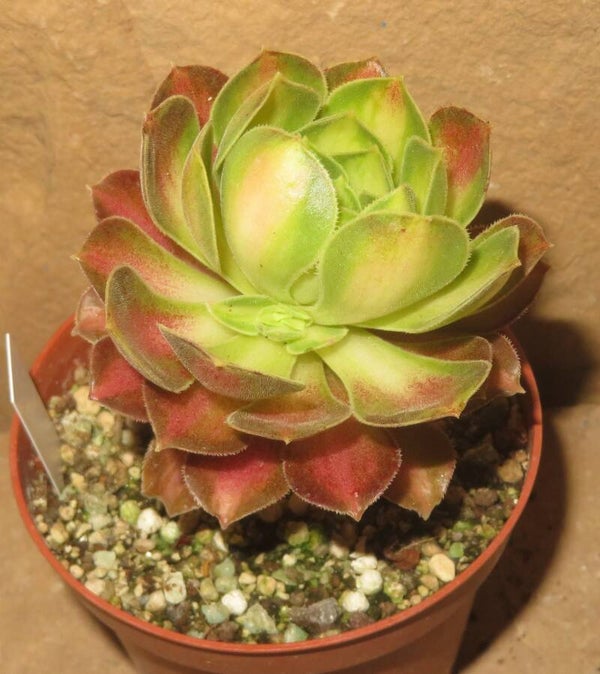Aeonium cv ShaoHua variegata