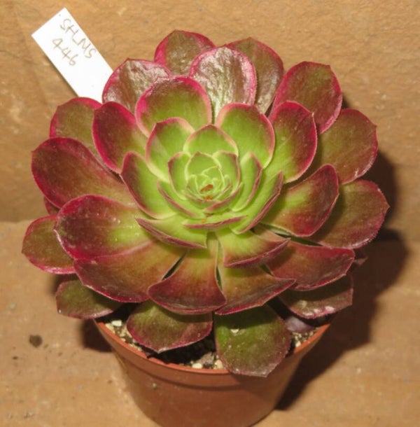Aeonium cv Kaleidoscope variegata - mit Kindel