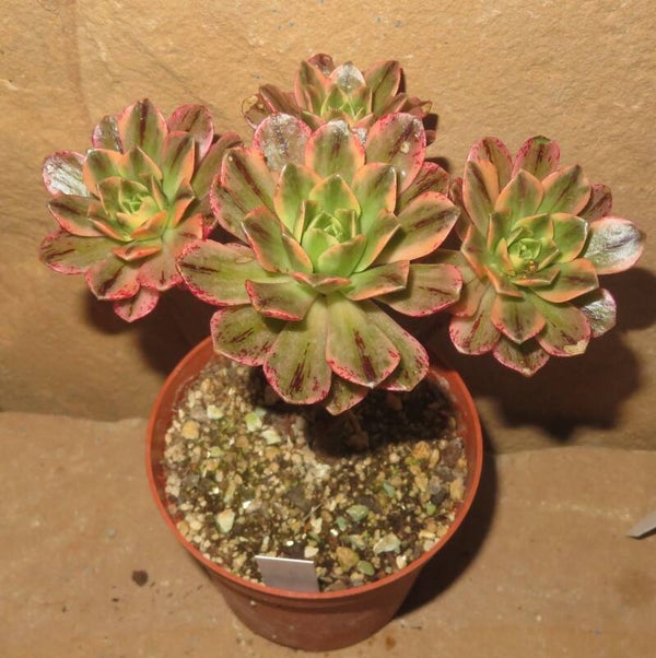 Aeonium cv Bronze Medal variegata