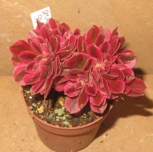 Aeonium cv Pink Witch cristata variegata