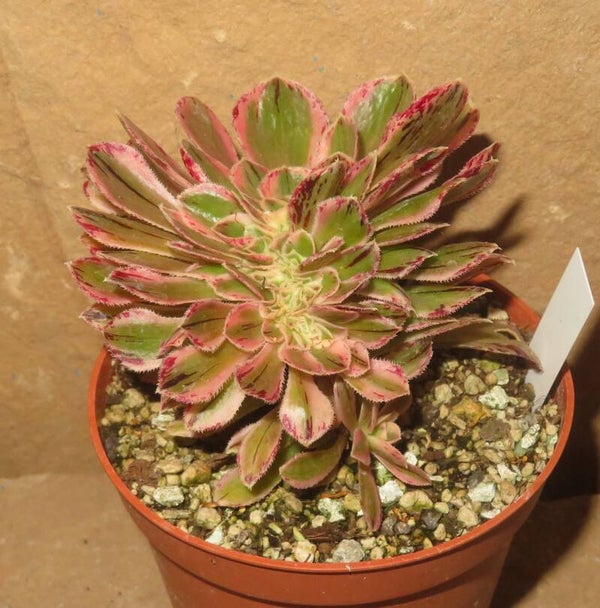 Aeonium arboreum rubrolineatum cristata variegata