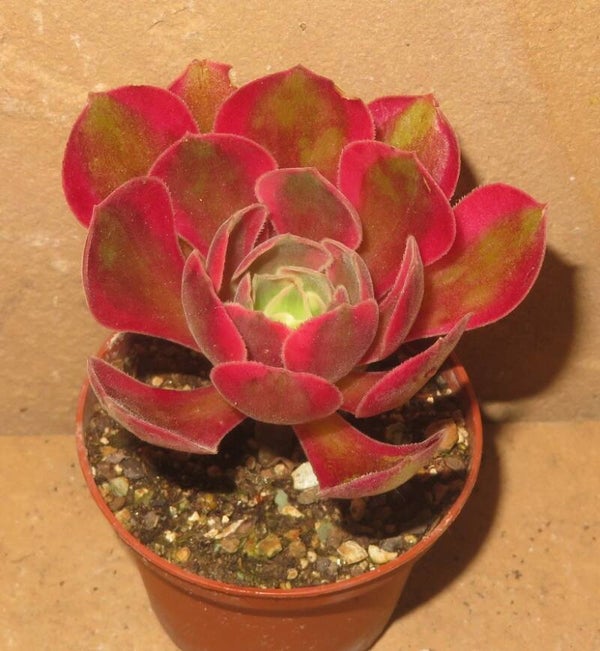 Aeonium cv Rainbow Swirl variegata