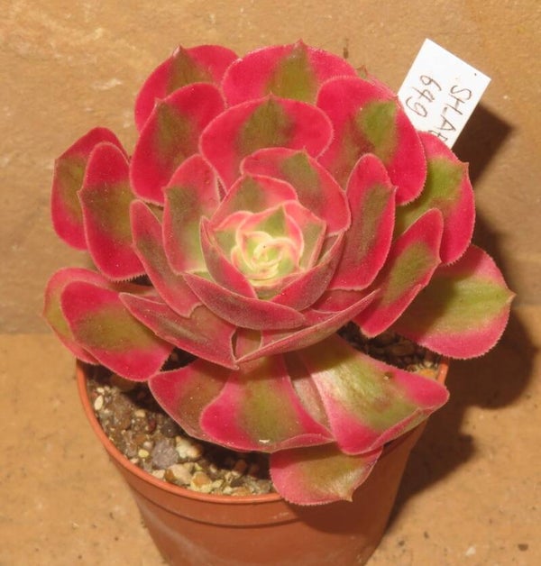 Aeonium cv Pink Witch variegata