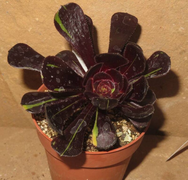 Aeonium cv Big Bang