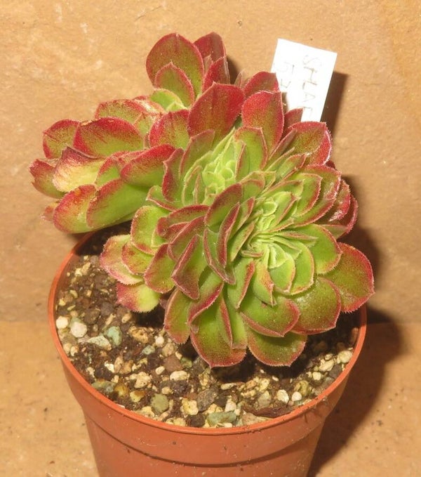 Aeonium cv Milky White cristata variegata