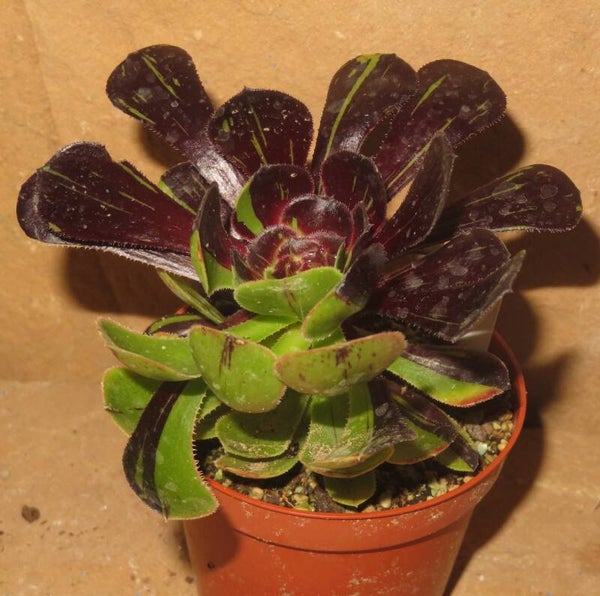 Aeonium cv Big Bang