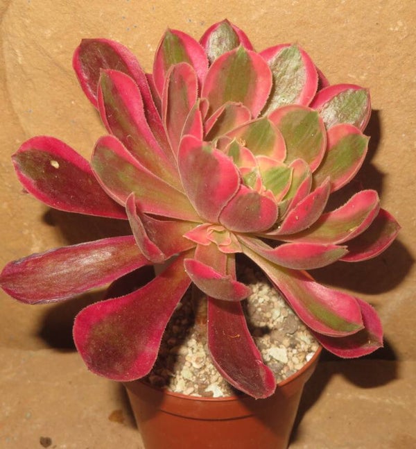 Aeonium cv Rainbow Swirl variegata - mit Kindel