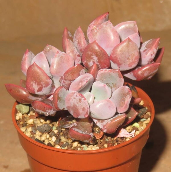 Echeveria cv Cupid - 2 Blätter / Blattstecklinge