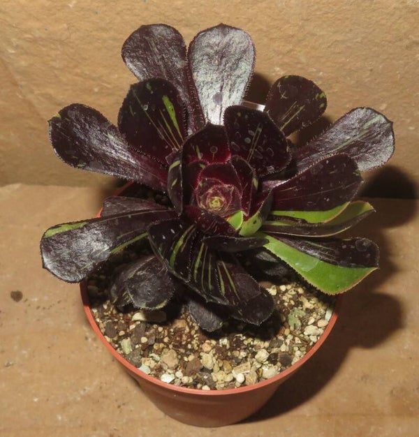 Aeonium cv Big Bang