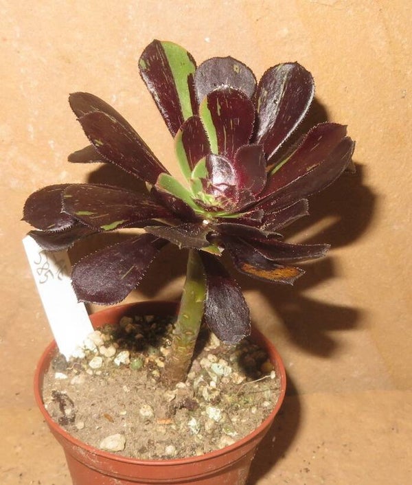 Aeonium cv Big Bang