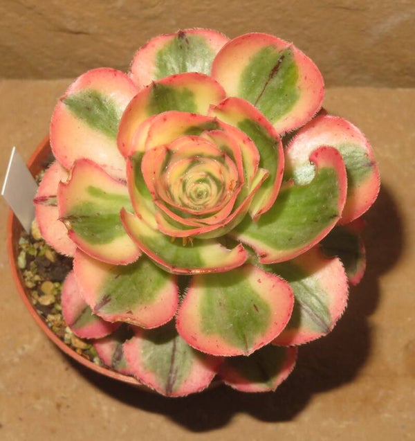 Aeonium cv Zeus