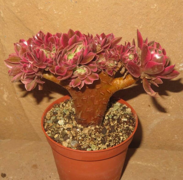 Aeonium cv Pink Witch cristata variegata