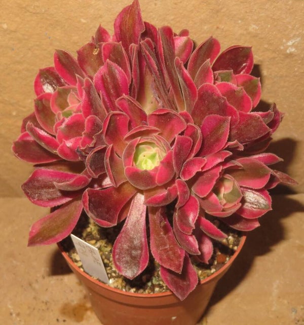 Aeonium cv Rainbow Swirl variegata - 5 Heads