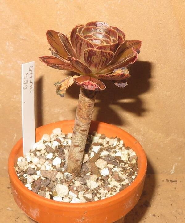 Aeonium arboreum rubrolineatum