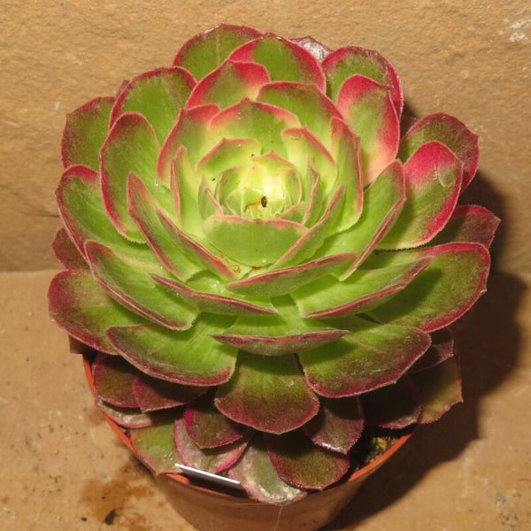 Aeonium cv Kaleidoscope variegata
