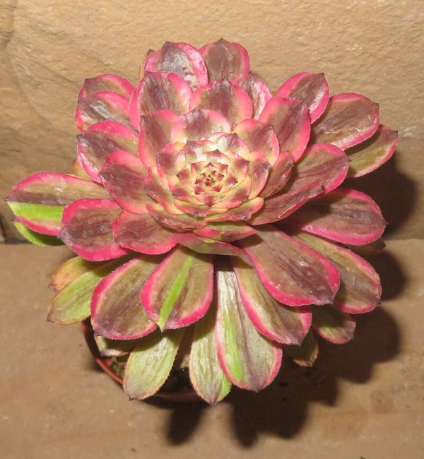 Aeonium cv Pink Daisy – Multicolor variegata