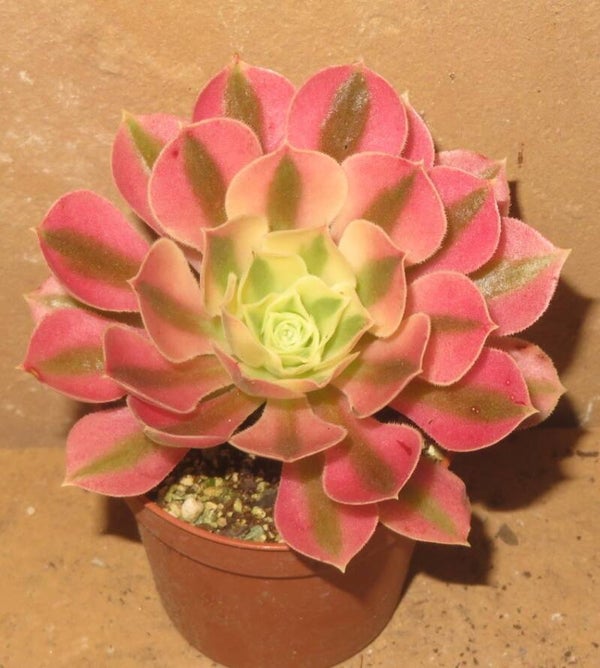 Aeonium cv Riverstone variegata