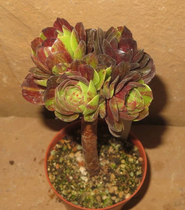 Aeonium Big Bang Plus variegata 5 Heads