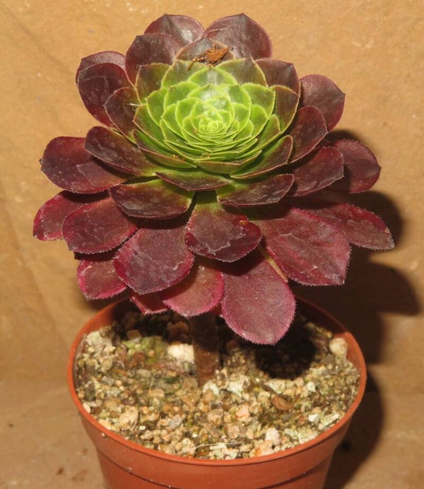 Aeonium cv Festival - Fiesta variegata