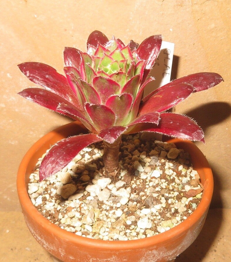 Aeonium cv Peacock variegata ( Black Magic )