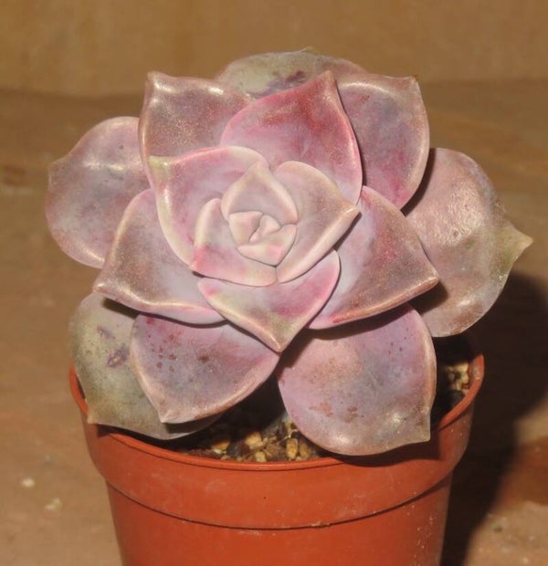 Graptopetalum cv Purple Delight - 2 Blätter / Blattstecklinge