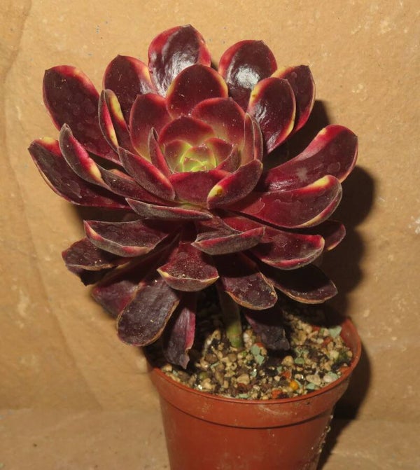 Aeonium cv SuperBang variegata
