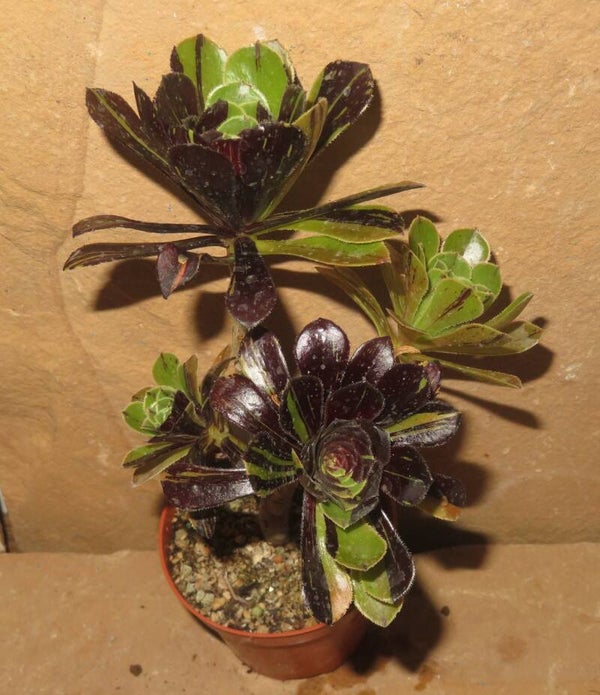 Aeonium cv Big Bang - Große Pflanze
