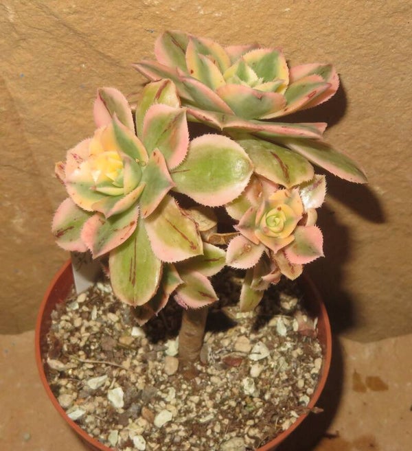 Aeonium decorum cv Tricolor variegata