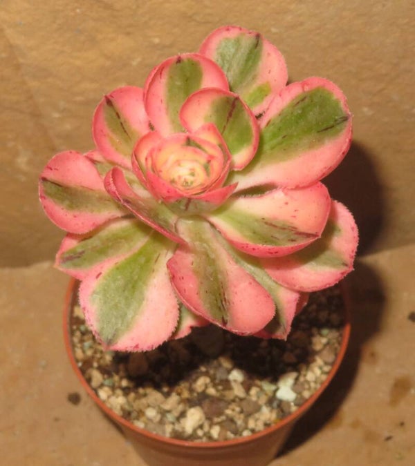 Aeonium cv Zeus variegata