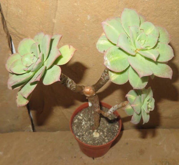 Aeonium decorum