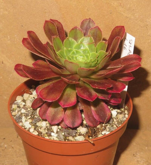 Aeonium cv Festival - Fiesta variegata
