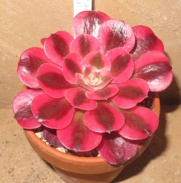 Aeonium cv Pink Witch variegata