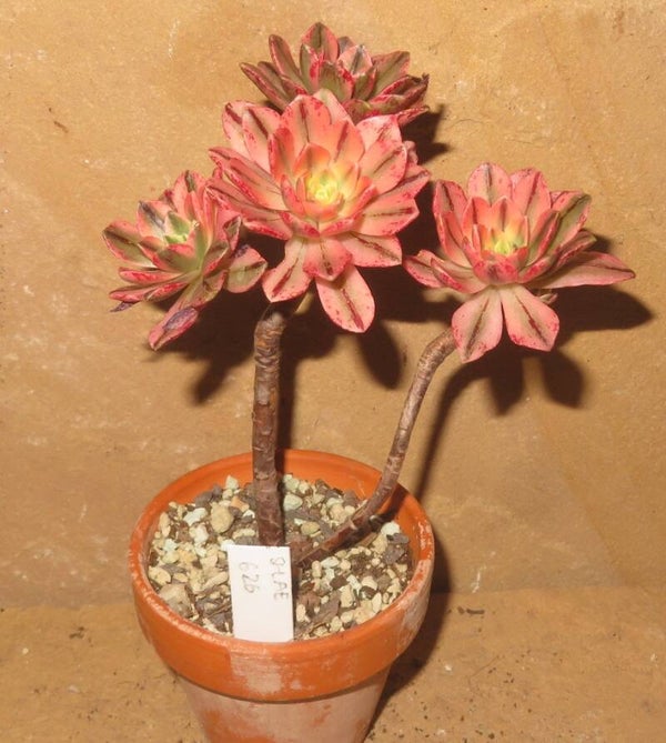Aeonium cv Bronze Medal variegata