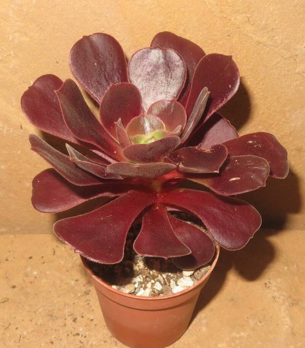 Aeonium cv Blushing Beauty