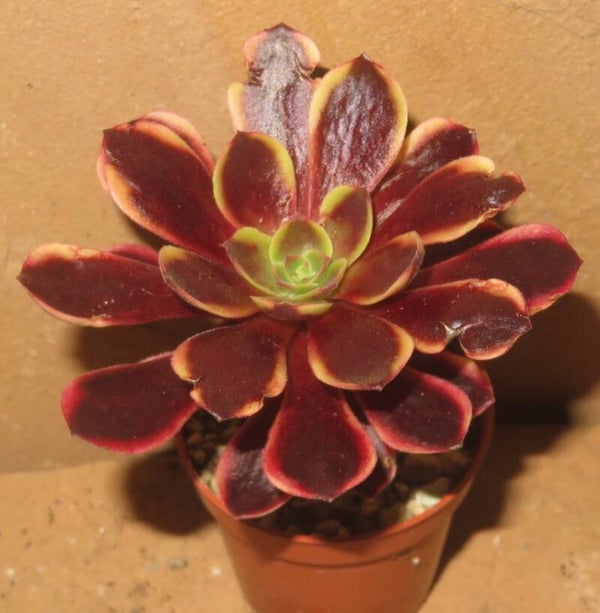 Aeonium cv SuperBang variegata