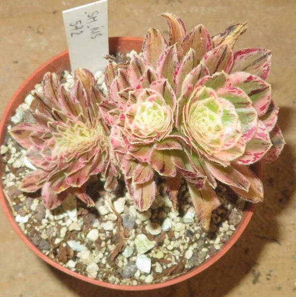 Aeonium arboreum rubrolineatum cristata variegata