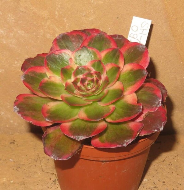 Aeonium cv Charm Golden Rose variegata