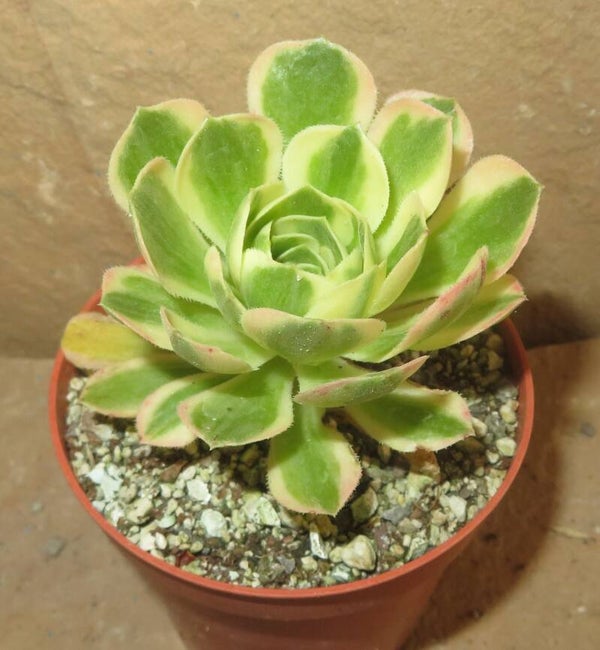 Aeonium cv Yanning variegata