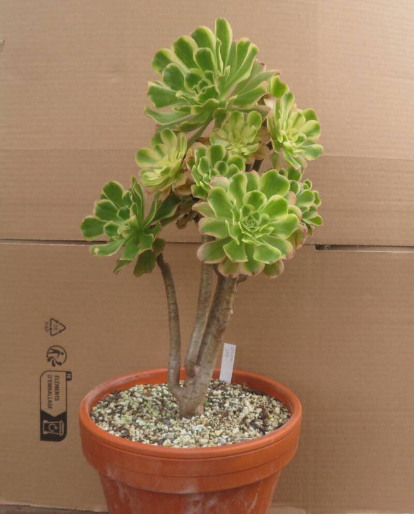 Aeonium arboreum variegata Große Pflanze